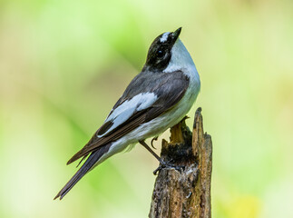 Pied flycatcher