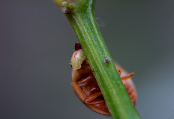 Ladybug eating a larva on the pepper branch.