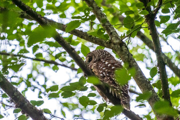 A bard owl sits in a tree surrounded by green leaves