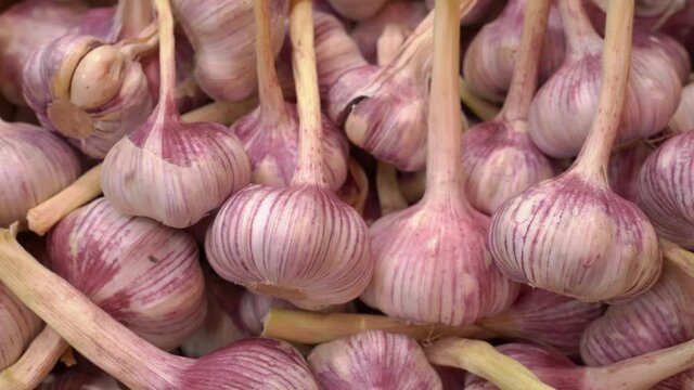fresh aromatic garlic on market