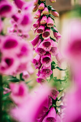 Pink Foxglove in English cottage garden © Loren