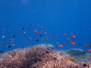Fototapeta na wymiar サンゴと色とりどりの魚たち(その4)
