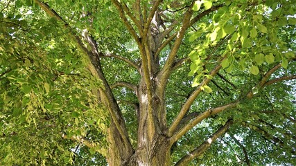 drzewo1