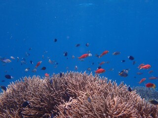 サンゴと色とりどりの魚たち(その3)