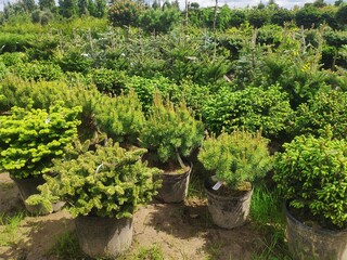 sale of coniferous evergreen plants in the garden center. thuja, decorative pines, firs, junipers in the garden in a row