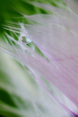 dew on a leaf