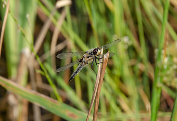 Libelle