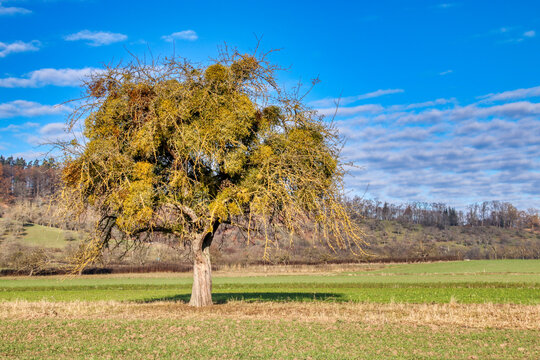 Baum mit Misteln