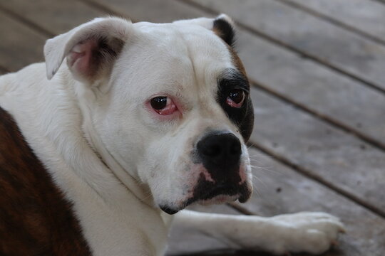 Victorian bulldog portrait