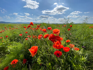 Bright red poppies in the field on a summer day in June.