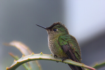 Fototapeta premium retrato closeup de de picaflor o colibri verde con penacho o cresta roja, sobre rama de aloe vera