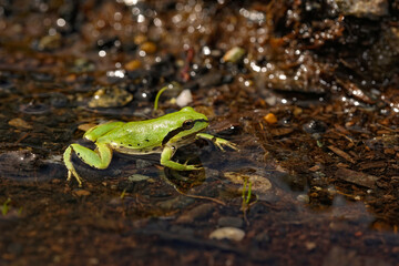 Pacific tree frog (pseudacris regilla) in a small puddle of water