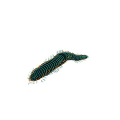 sea ​​worm