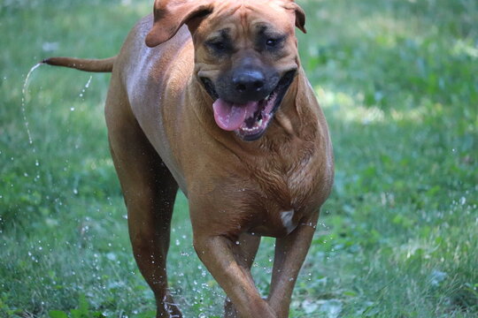 portrait of a dog