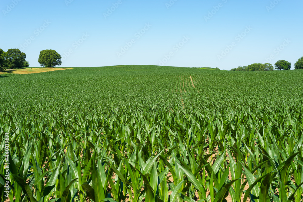 Poster cornfield in open countryside