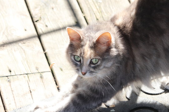 close up of a cat