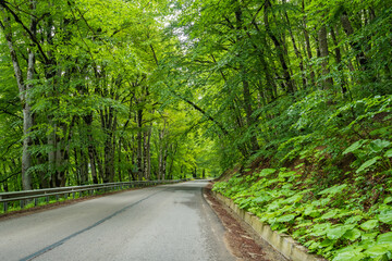 Obraz premium Sabaduri forest in summer, a beautiful place in the north of Tbilisi