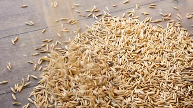 oat seeds are poured on the table