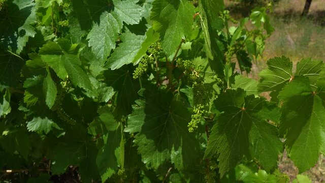 Closeup view 4k stock video footage of spring vineyards. Riping tiny grapes bunches hanging on branches of vine shrubs. Countryside in Turkey