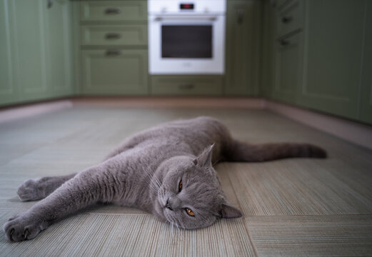 The Cat Is Stretched Out On The Kitchen Floor