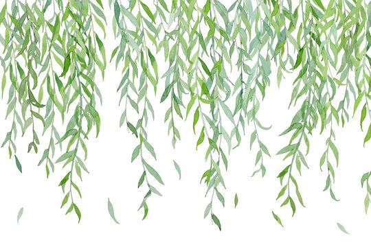 willow trees clipart