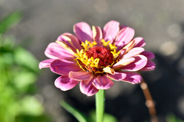 Fototapeta premium Multicolored flowers of Zinnia lat. Zínnia-Zínia is a genus of annual and perennial grasses and semi-shrubs in the aster family Asteraceae in the garden in summer close-up macrophotography