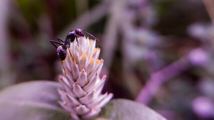Macro shoot of black ant