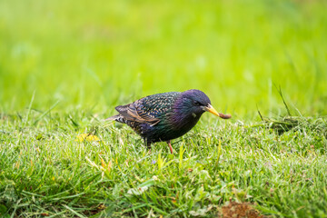 The common starling or European starling, Sturnus vulgaris, collects worms on a sprng lawn.