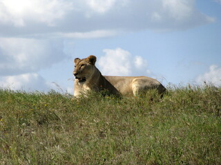 lioness Serengeti National Park Tanzania
