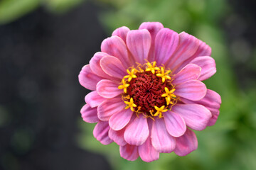 Fototapeta premium Multicolored flowers of Zinnia lat. Zínnia-Zínia is a genus of annual and perennial grasses and semi-shrubs in the aster family Asteraceae in the garden in summer close-up macrophotography
