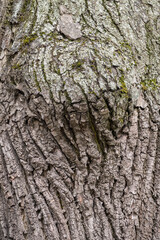 The texture of the bark of an old apple tree