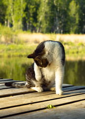 Fototapeta premium the cat is washing at sunset