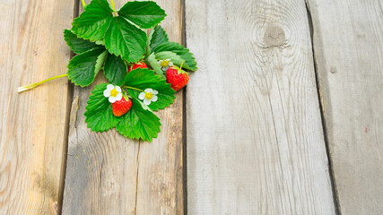 Summer composition with strawberries, strawberry leaves and strawberry flowers