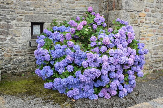 Hortensien in Kerascoet