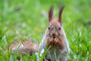 Close-up Portrait of Squirrel. Squirrel eats a nut while sitting in green grass.