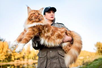A woman holding in arms a huge maine coon cat in forest in fall.