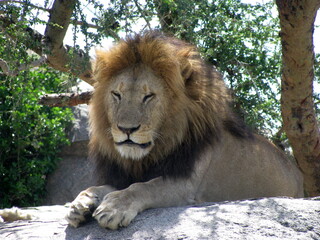 lion Serengeti National Park Tanzania

