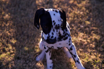 A Dalmatian  puppy is so cute with her black spots and black ears against her white fur. Only months old cuddling and napping in her blanket or sitting on the lawn waiting for the ball to play catch