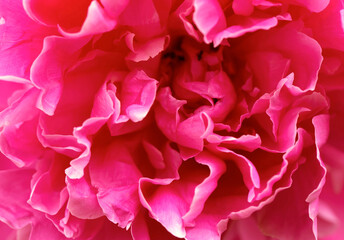 Close-up of peony buds. Flowers peonies background texture.