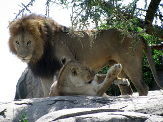 Lion and lioness Serengeti National Park Tanzania
