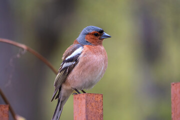 Common chaffinch, Fringilla coelebs, sits on an iron fence in spring on green background. Common chaffinch in wildlife.