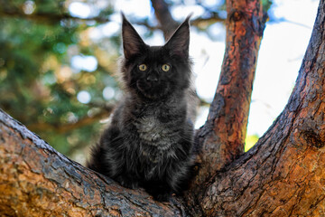 Naklejka na ściany i meble A big black maine coon kitten sitting on a tree in a forest in summer.