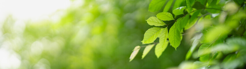 Closeup of beautiful nature view green leaf on blurred greenery background in garden with copy space using as background cover page concept.