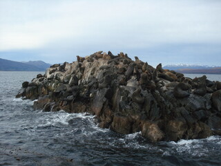 sea lions on rock