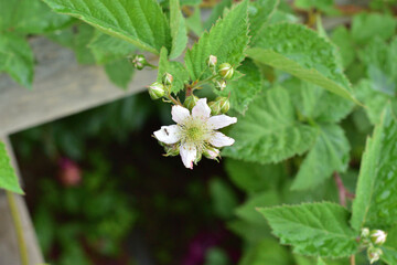 Ants and aphids on blackberry flowers and buds. Summer. Dusk.
