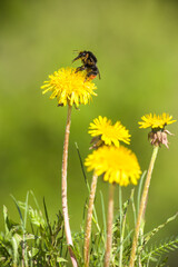bumblebee collecting honey on a dandelion