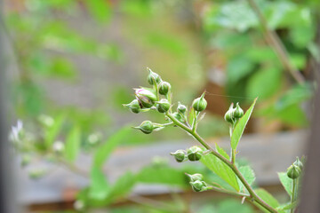 Ants and aphids on blackberry flowers and buds. Summer. Dusk.