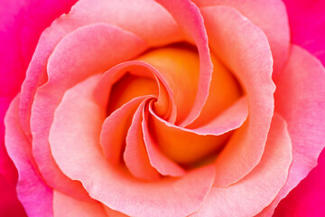 Beautiful rose flower close-up. Live flower of pink color. Floral natural background. Soft focus