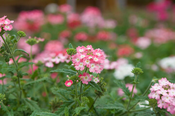 Fototapeta premium photo of flowers in a flower bed