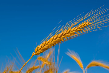 Fototapeta premium closeup wheat ear on blue sky background